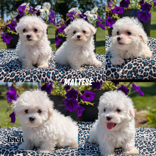 MALTESE (JUN 13) FEMALES