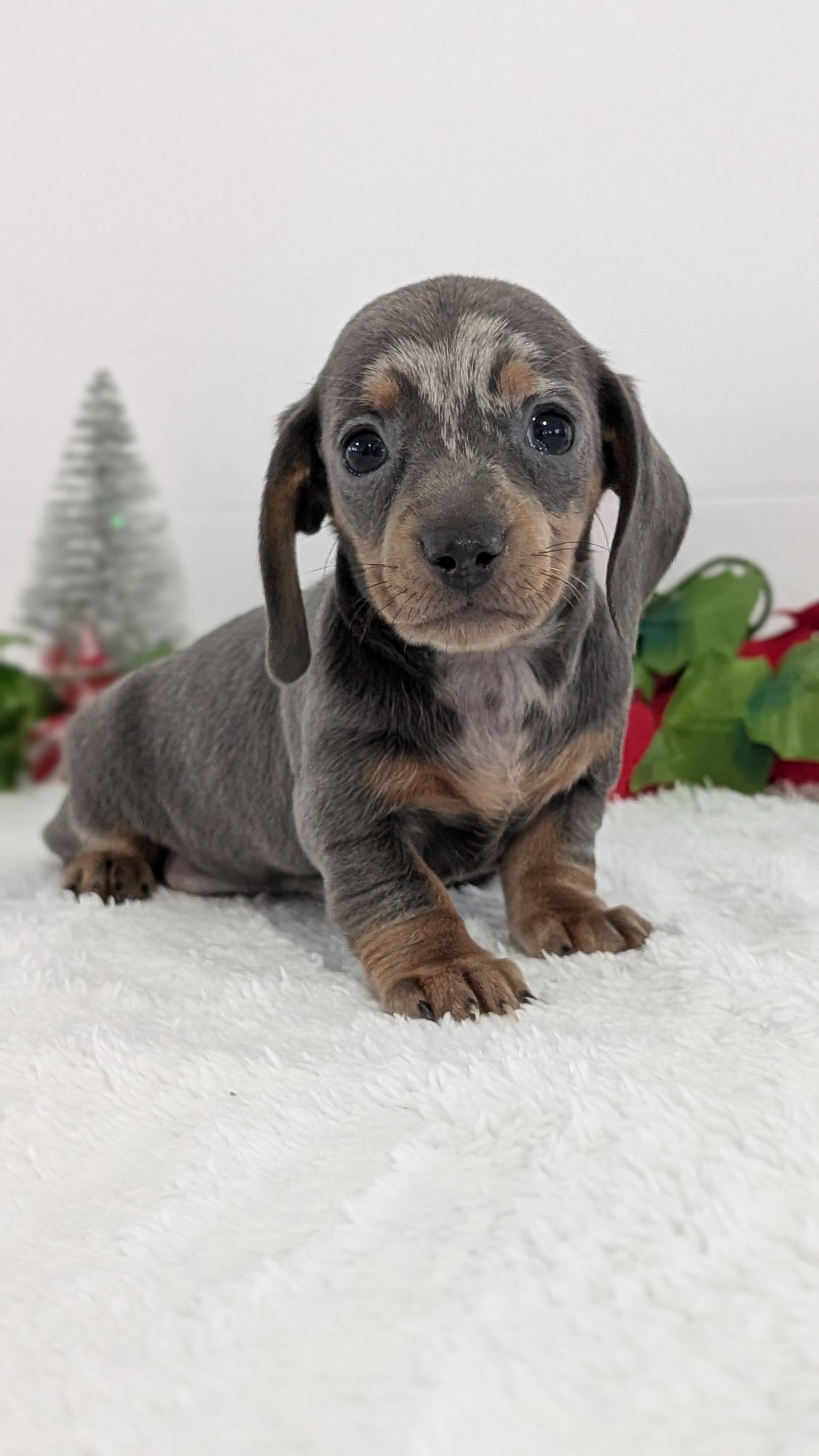 MINI DACHSHUND (OCT 20) FEMALES