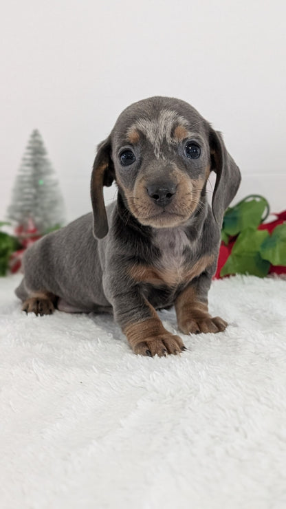 MINI DACHSHUND (OCT 20) FEMALES
