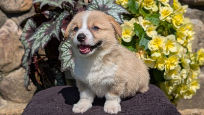 CORGI (JUL 13) 2 FEMALES/3 MALES