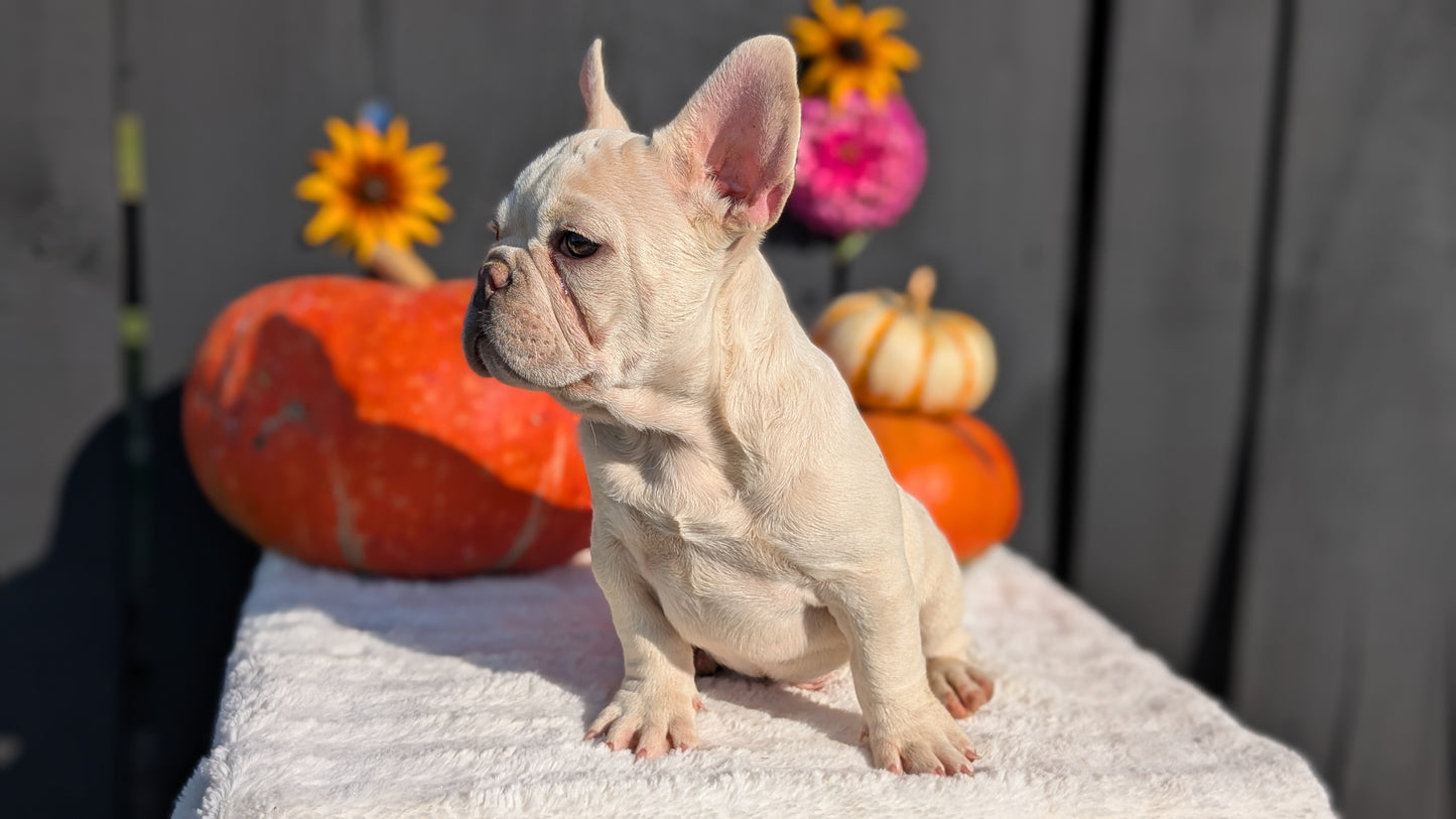 FRENCH BULLDOG (07/08) MALE