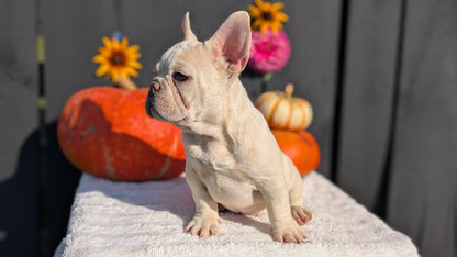 FRENCH BULLDOG (07/08) MALE