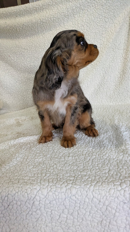 CAVALIER (12/22) FEMALE