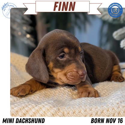 MINI DACHSHUND (NOV 16) MALES
