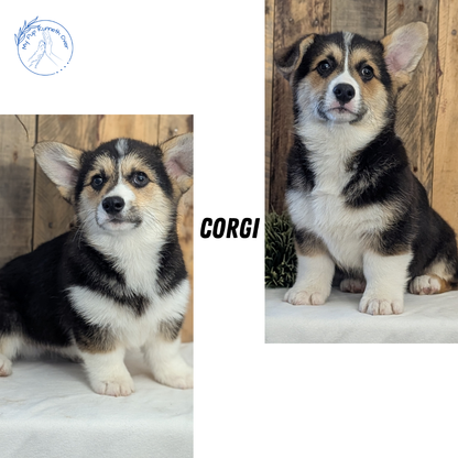 CORGI (JAN 05) MALES