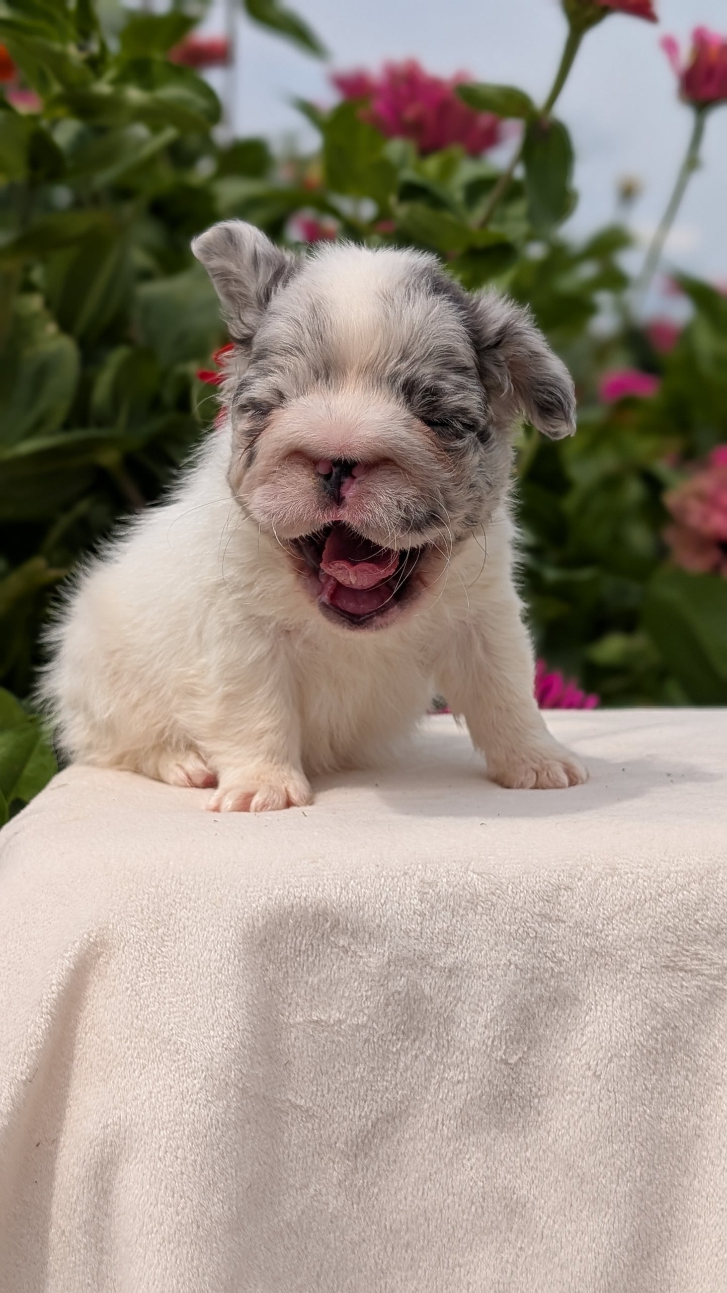 FRENCH BULLDOG (JUN 06) MALES
