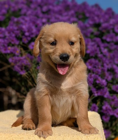 GOLDEN RETRIEVER (08/14) MALE