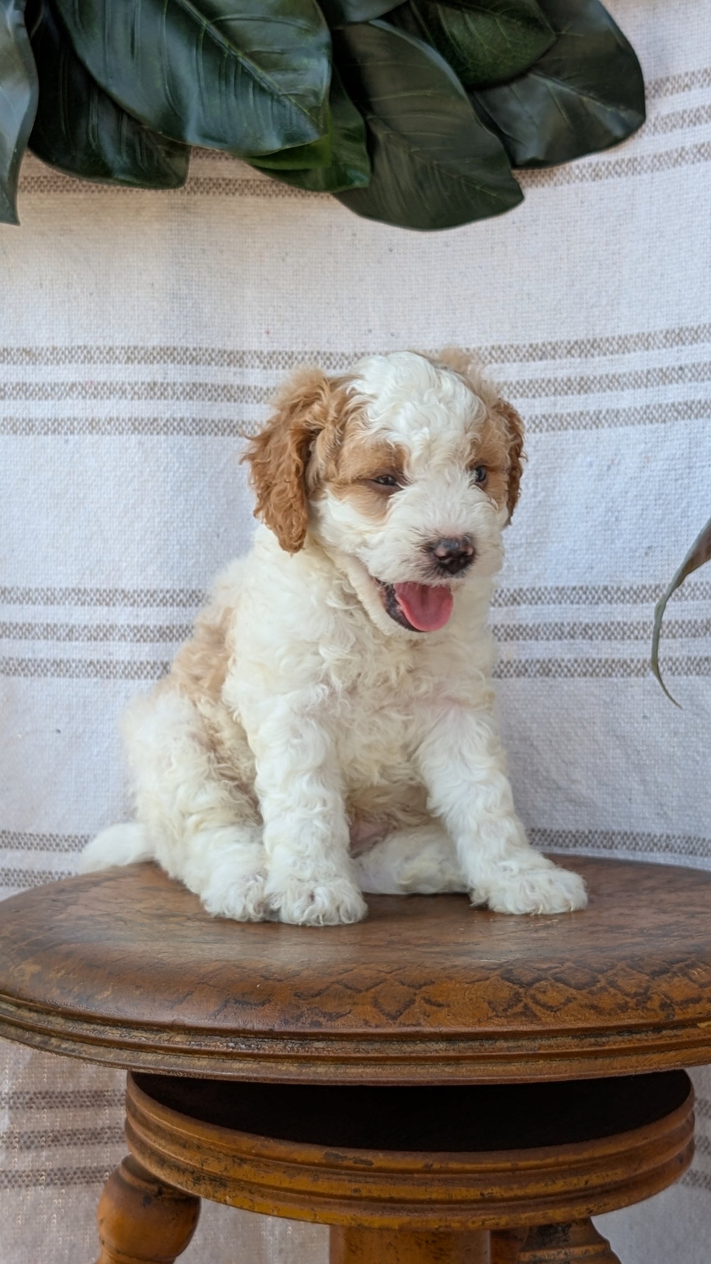 CAVAPOO (MAY 23) MALES