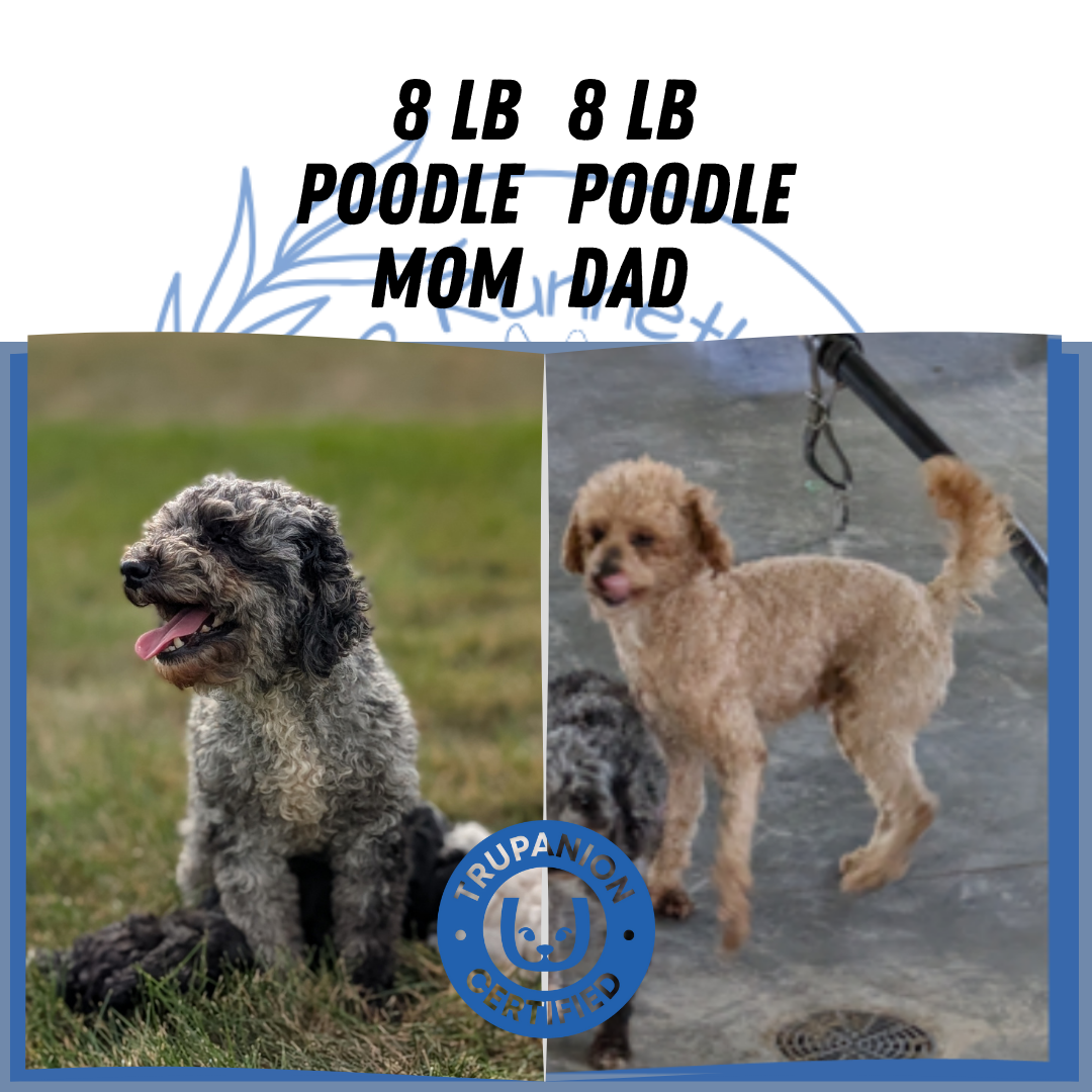 MINI POODLE (09/12) FEMALE