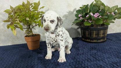 DALMATIAN (02/14) MALE