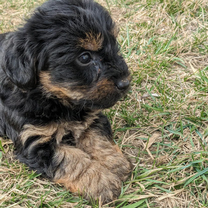 YORKIPOO (1/25) FEMALE