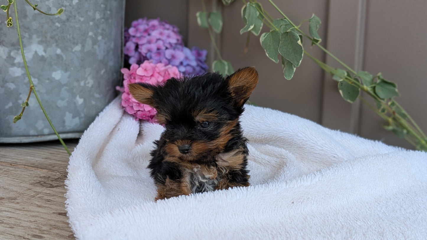 YORKSHIRE TERRIER (06/05) MALE