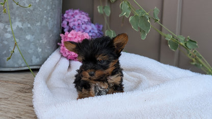 YORKSHIRE TERRIER (06/05) MALE