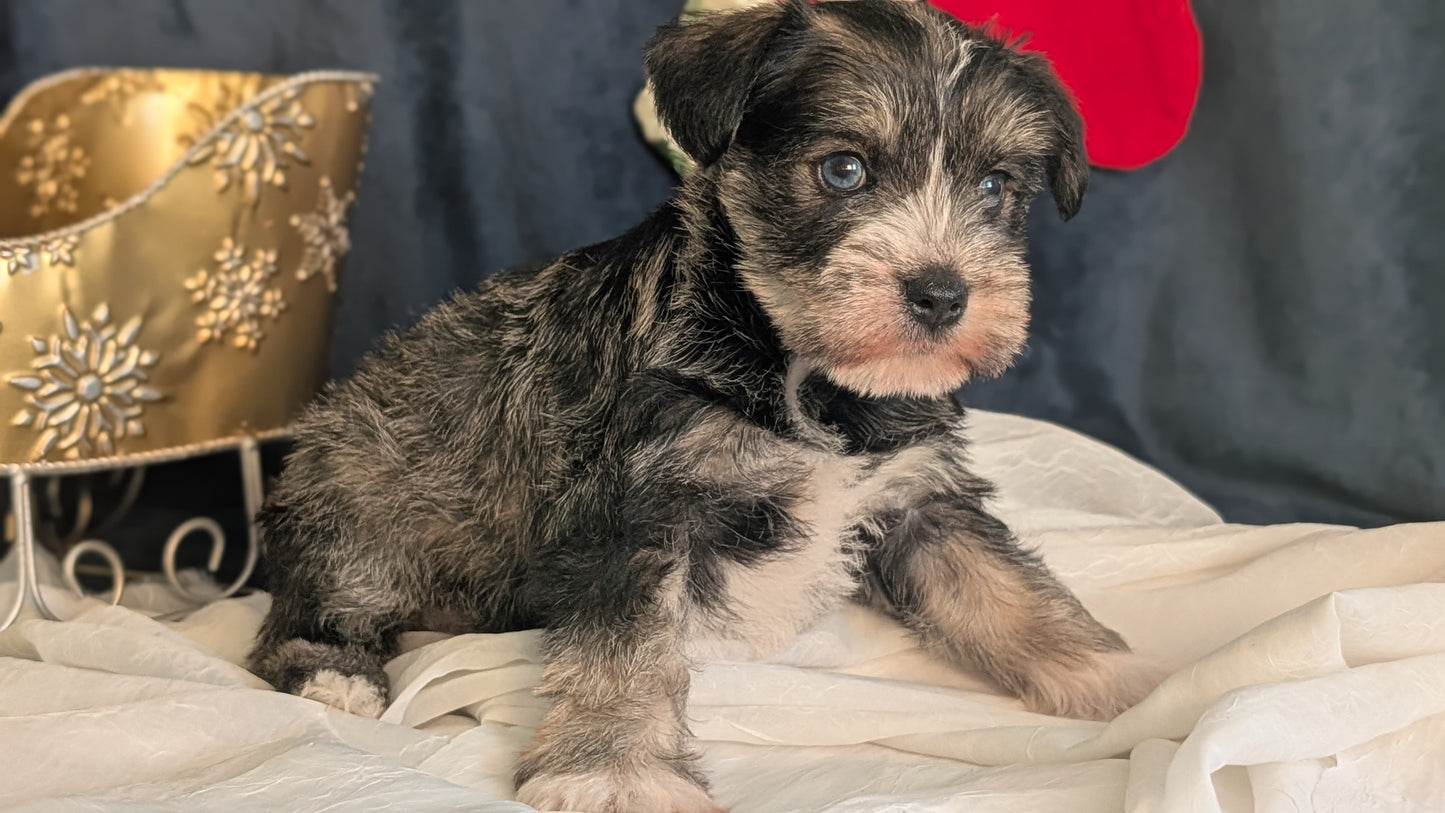 MINI SCHNAUZER (OCT 27) FEMALE