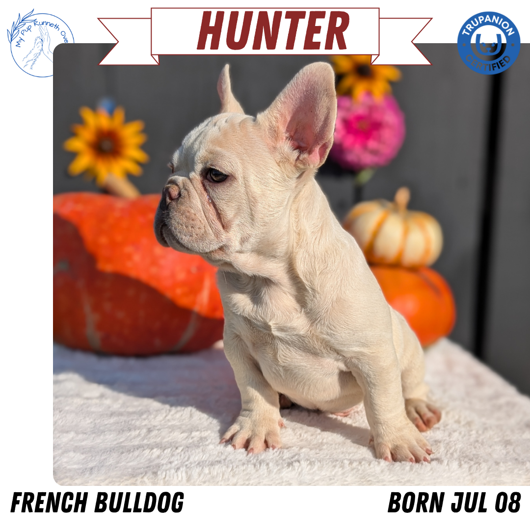 FRENCH BULLDOG (07/08) MALE