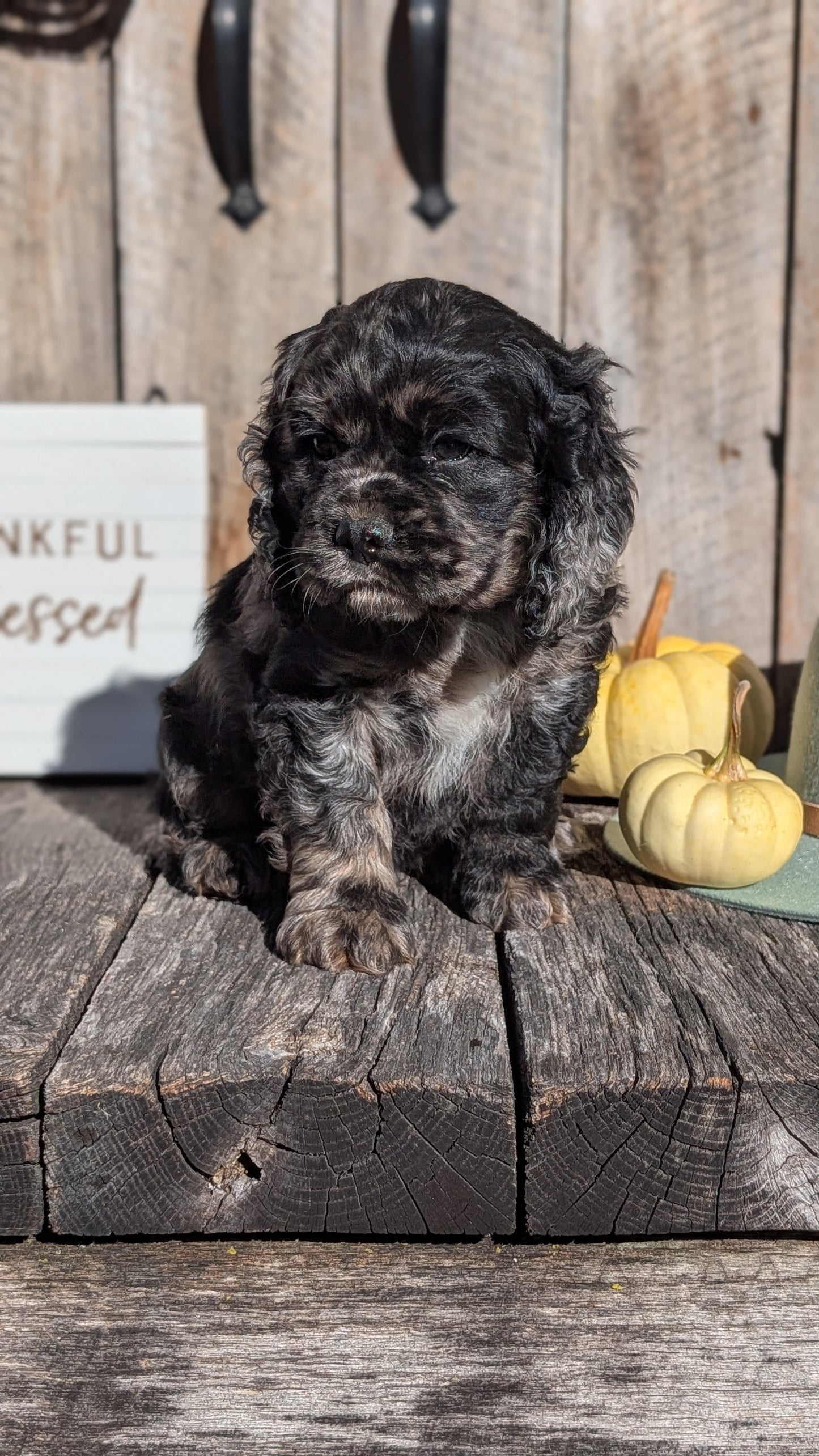 COCKER SPANIEL (09/19) MALE