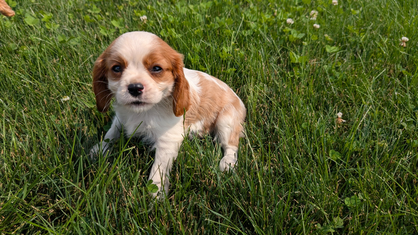 CAVALIER (05/19) MALE