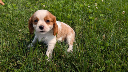 CAVALIER (05/19) MALE