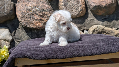 HAVANESE (MAY 14) FEMALES