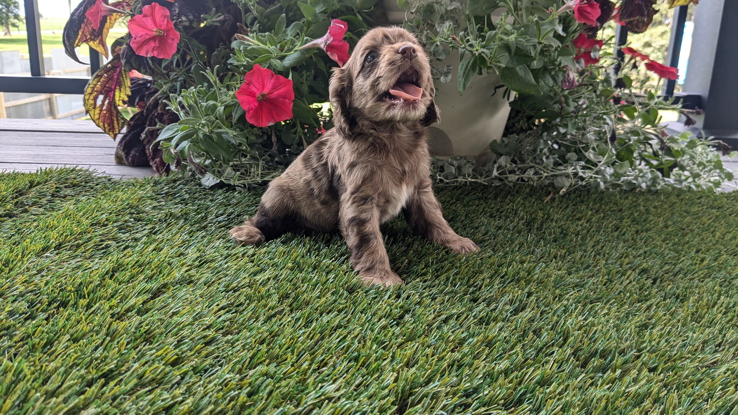 COCKER SPANIEL (07/24) FEMALE