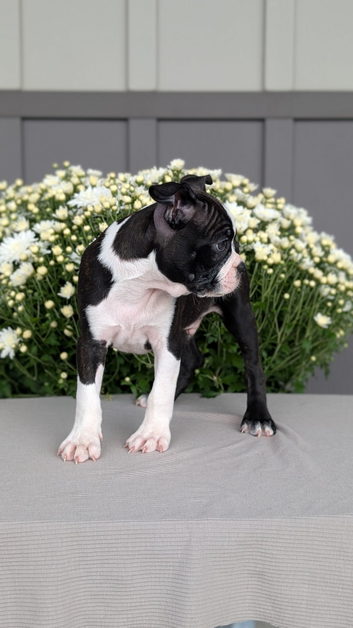 BOSTON TERRIER (JUL 11) 4 FEMALES/4 MALES