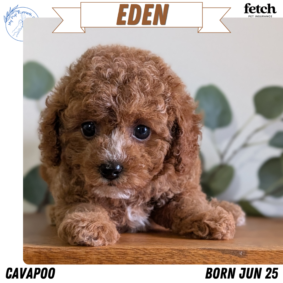 CAVAPOO (JUN 25) FEMALES