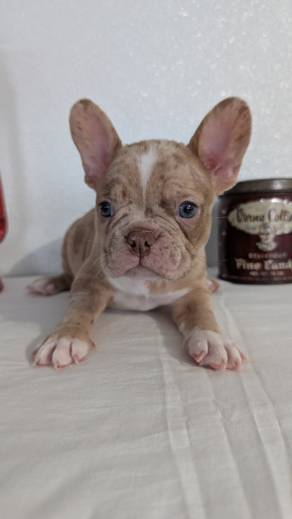 FRENCHTON (NOV 15) MALES