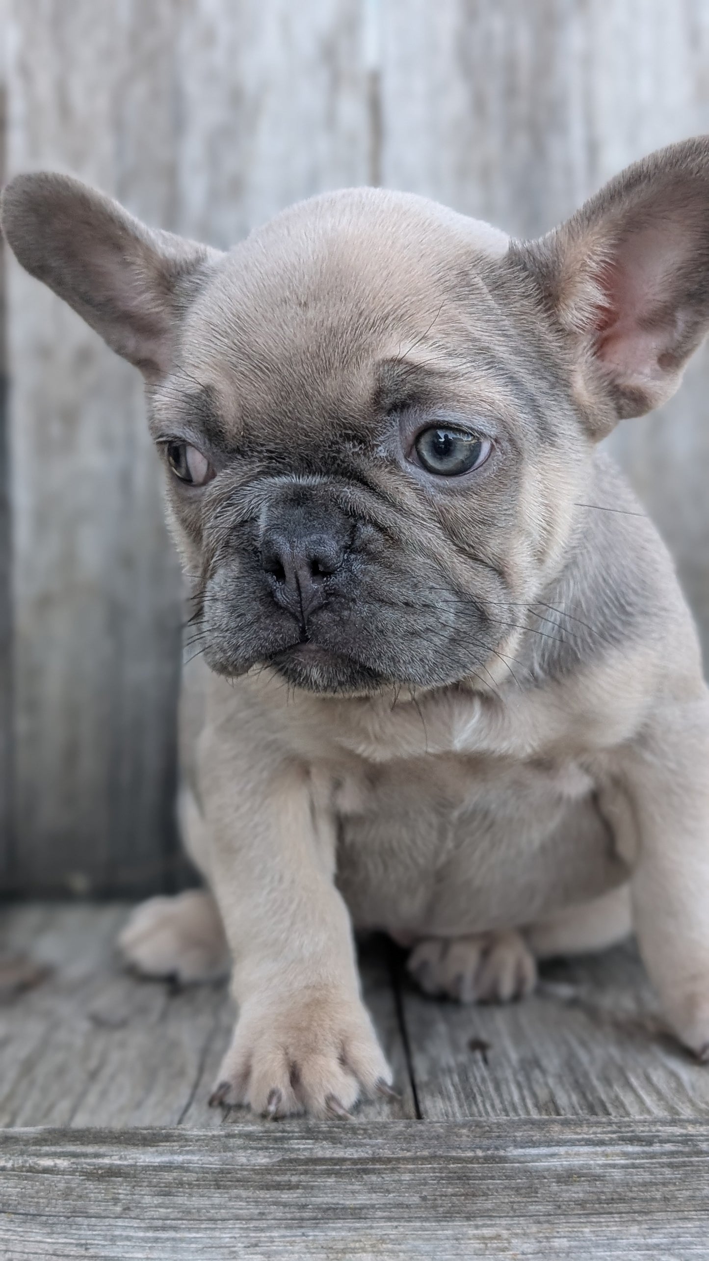 FRENCH BULLDOG (09/09) FEMALE