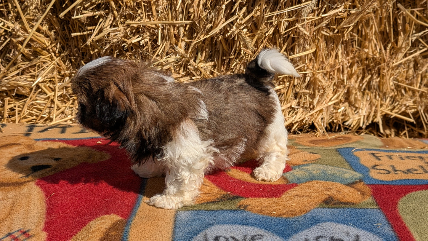 SHIH TZU (02/01) MALE