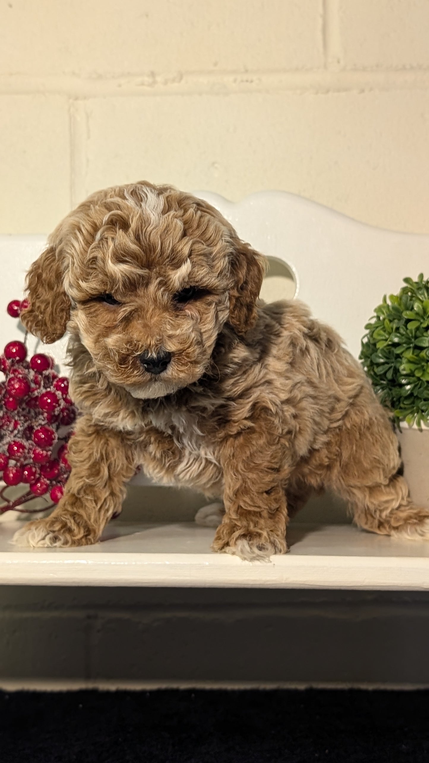 MINI POODLE (NOV 18) MALES