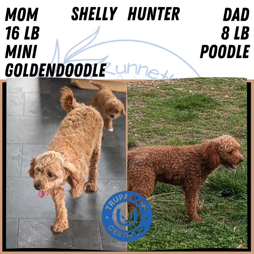 MINI GOLDENDOODLE (MAR 13) MALE