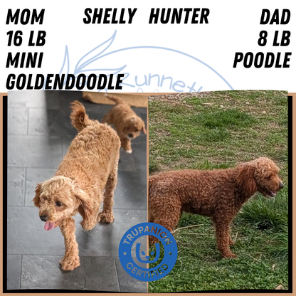 MINI GOLDENDOODLE (MAR 13) MALE