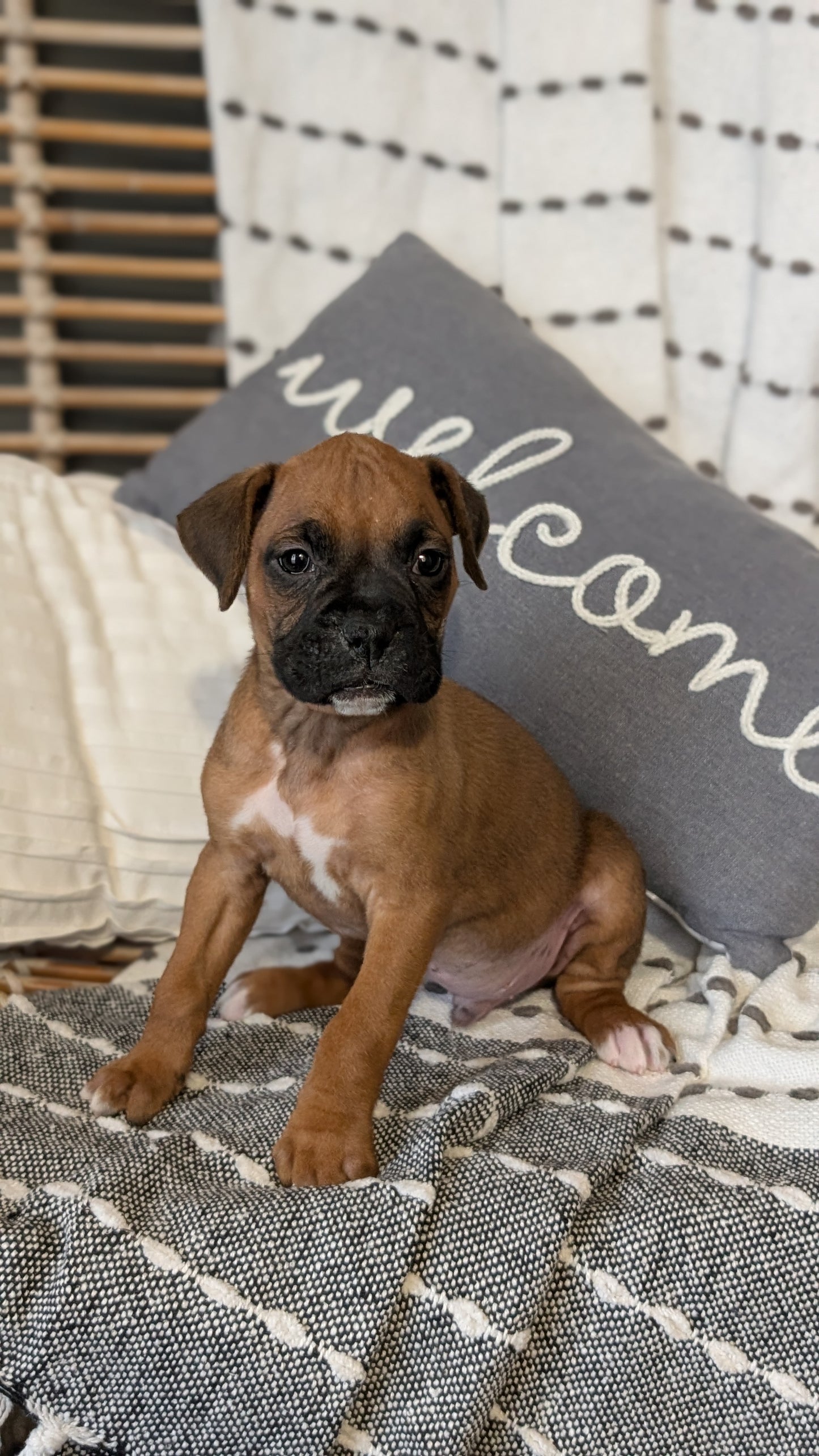 BOXER (OCT 12) MALES