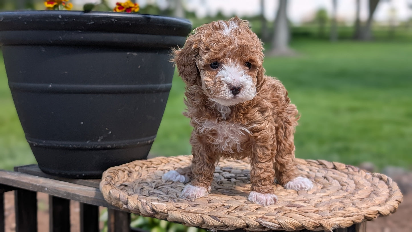 MINI POODLE (APR 03) FEMALES