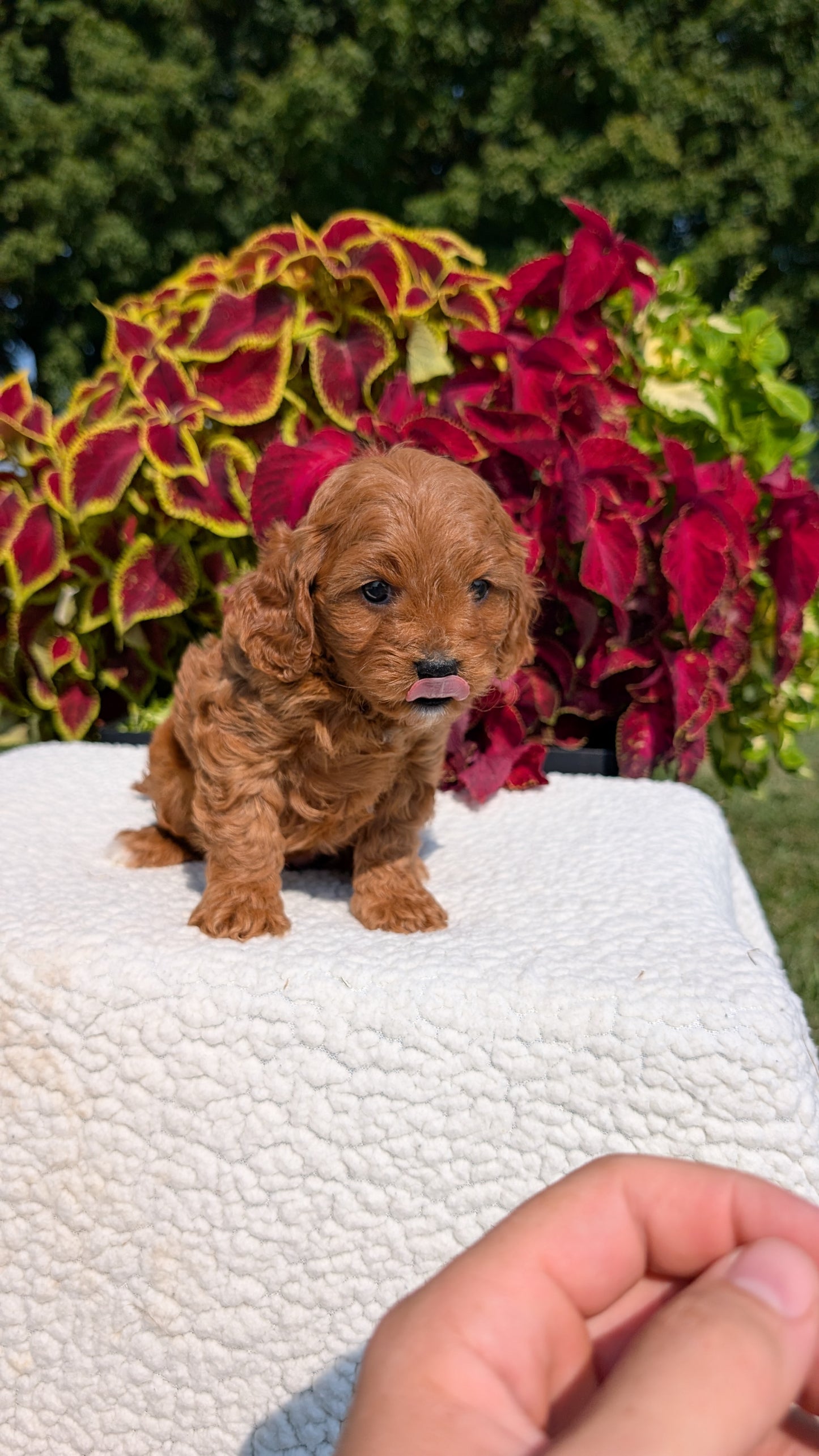 CAVAPOO (07/06) FEMALE