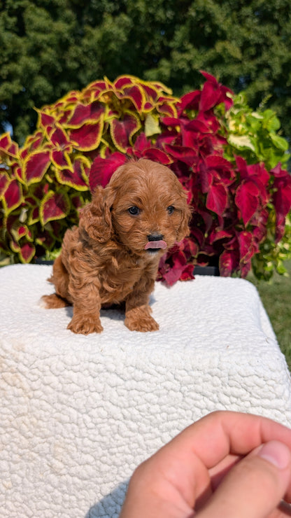 CAVAPOO (07/06) FEMALE
