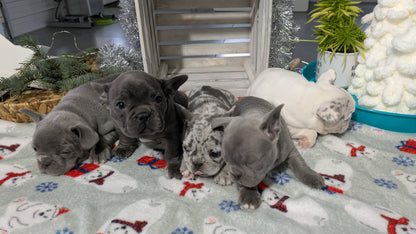 FRENCH BULLDOG (11/07) MALE