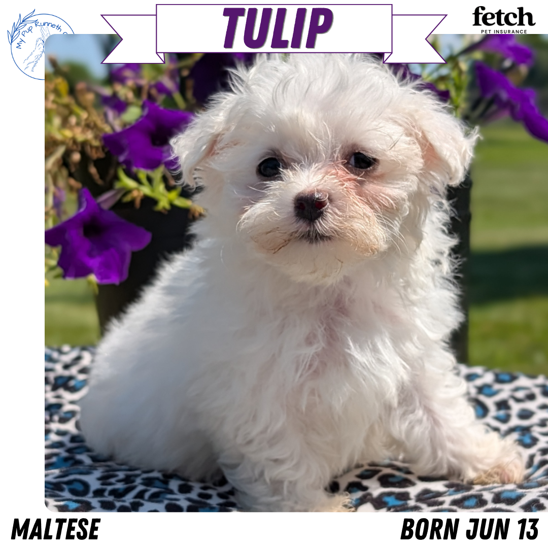 MALTESE (JUN 13) FEMALES