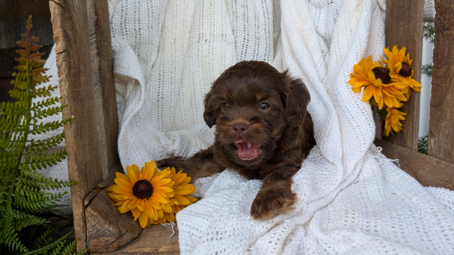 COCKAPOO (06/02) MALE