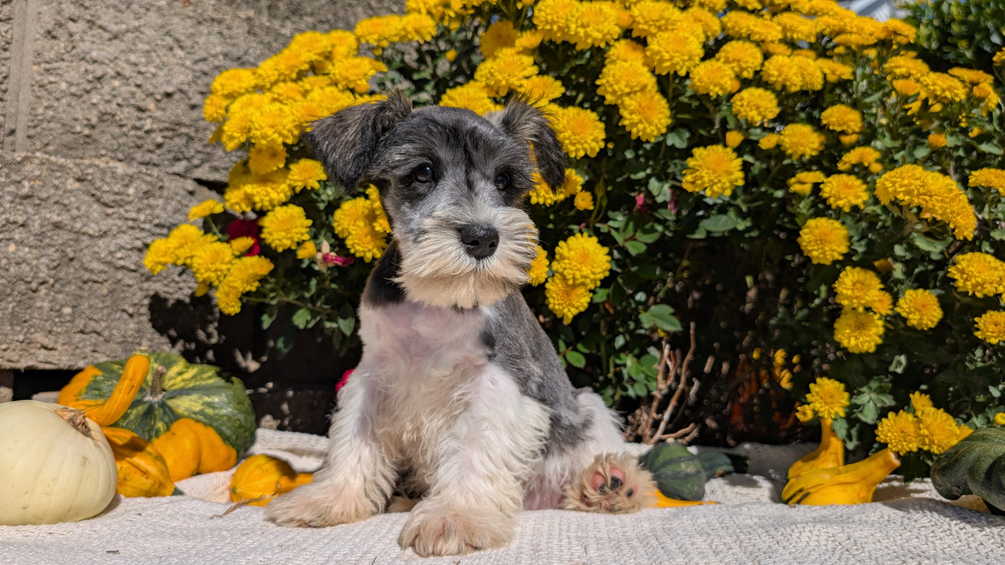 MINI SCHNAUZER (08/06) MALE
