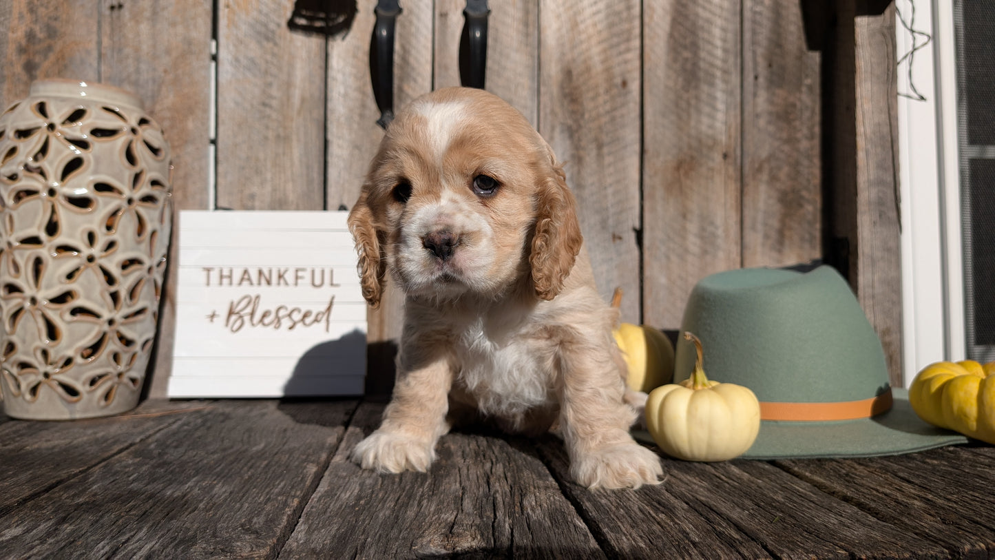 COCKER SPANIEL (09/21) FEMALE