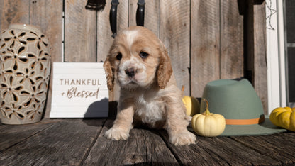 COCKER SPANIEL (09/21) FEMALE