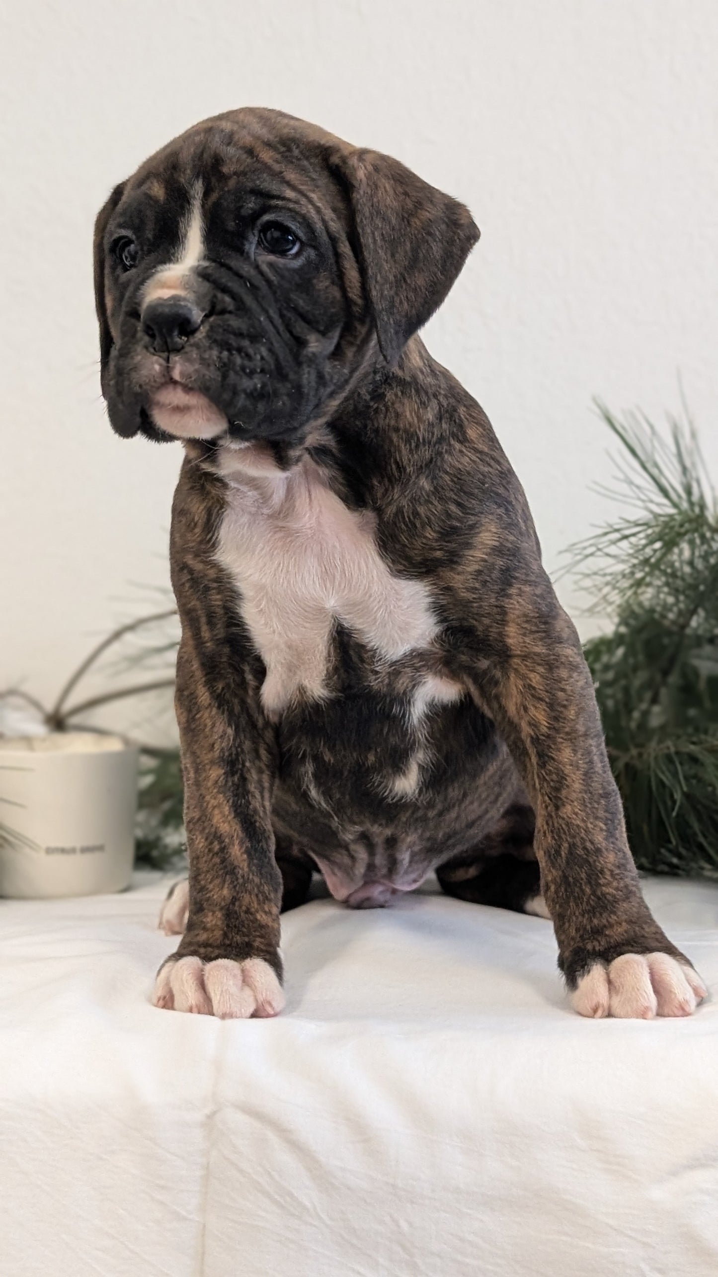 BOXER (DEC 04) MALES