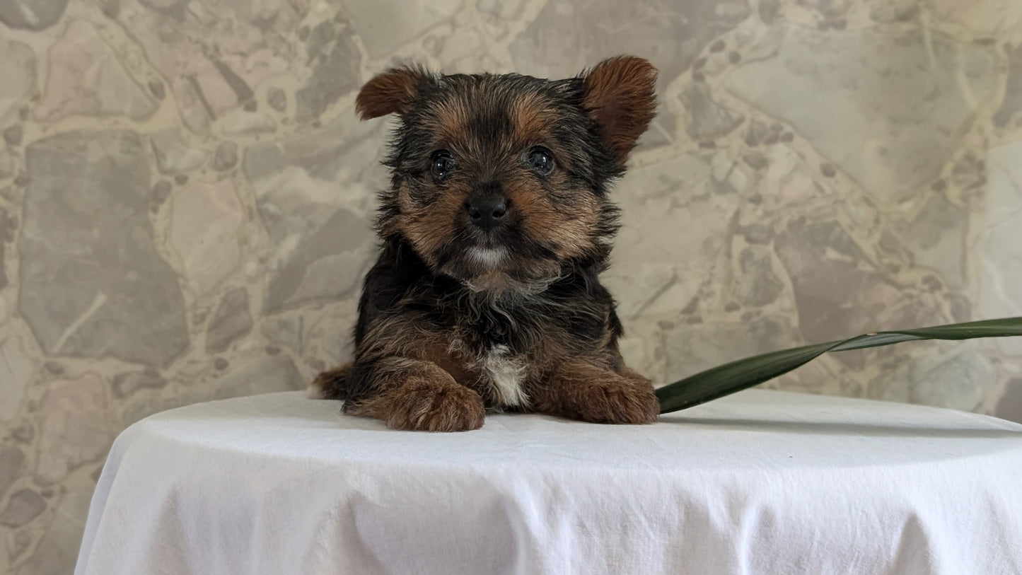 YORKSHIRE TERRIER (APR 26) FEMALES