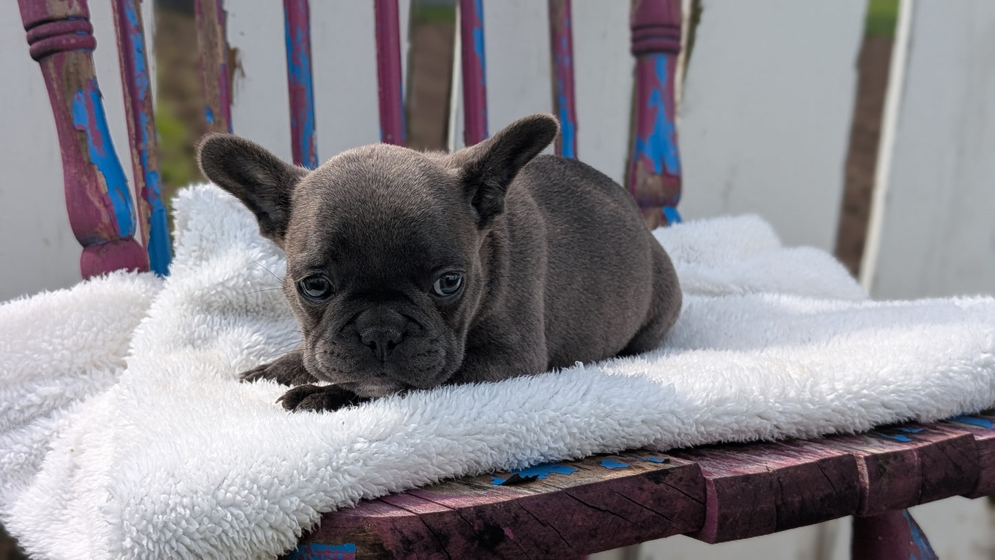 FRENCH BULLDOG (FEB 18) MALE