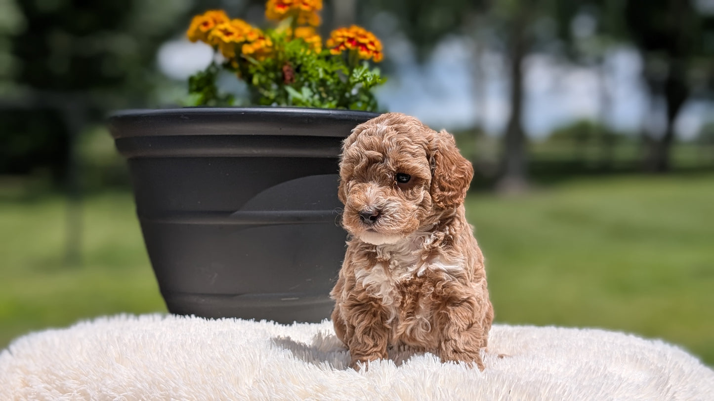 MINI POODLE (MAY 12) FEMALES