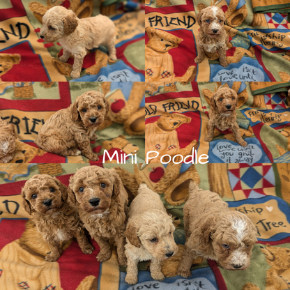 MINI POODLE (09/27) FEMALE