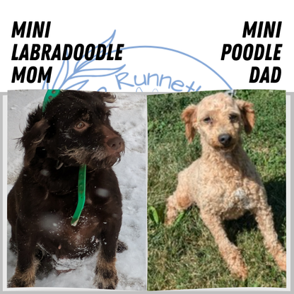 MINI LABRADOODLE (11/26) FEMALE