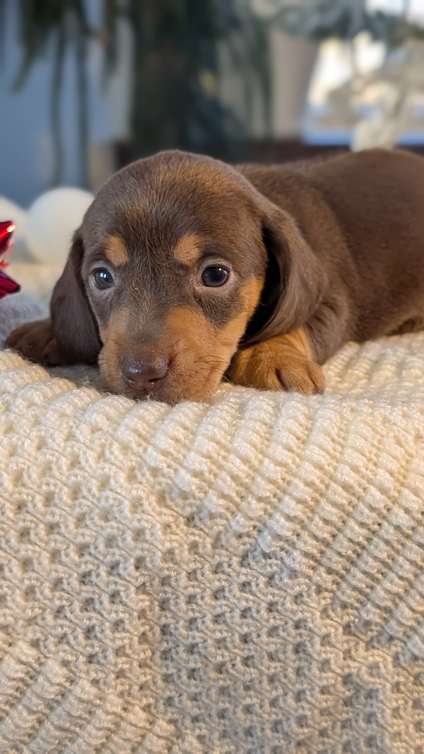 MINI DACHSHUND (NOV 16) FEMALES