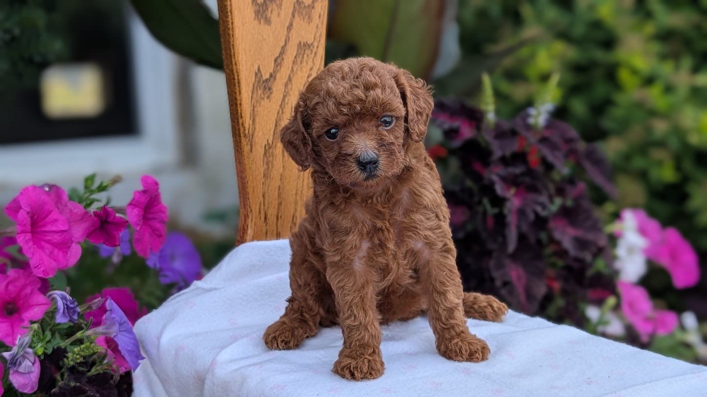 TOY POODLE (JUN 17) FEMALE